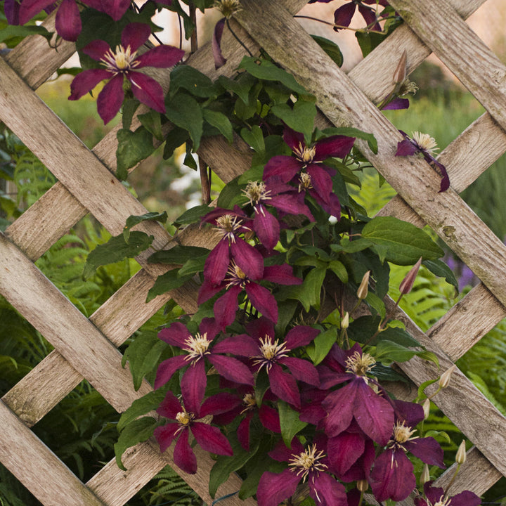 Maroon Clematis Flower Seeds for Planting – Heirloom Non-GMO, Drought Tolerant High Germination Organic Garden Seeds