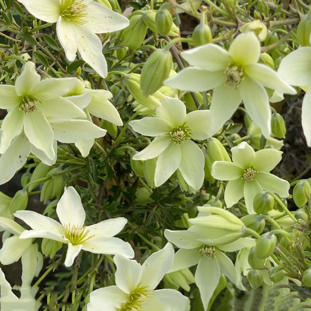 Green Clematis Flower Seeds for Planting – Heirloom, Non-GMO, Colorful Display, High Germination