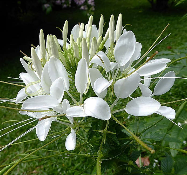 Cleome Flower Seeds for Planting – Shade Tolerant Heirloom Non-GMO Seeds for Home Garden