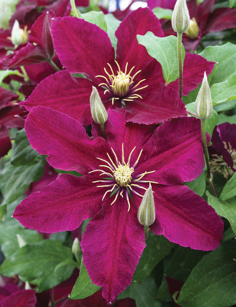 Burgundy Clematis Flower Seeds for Planting – Sun Loving Heirloom Non-GMO Seeds for Home Garden