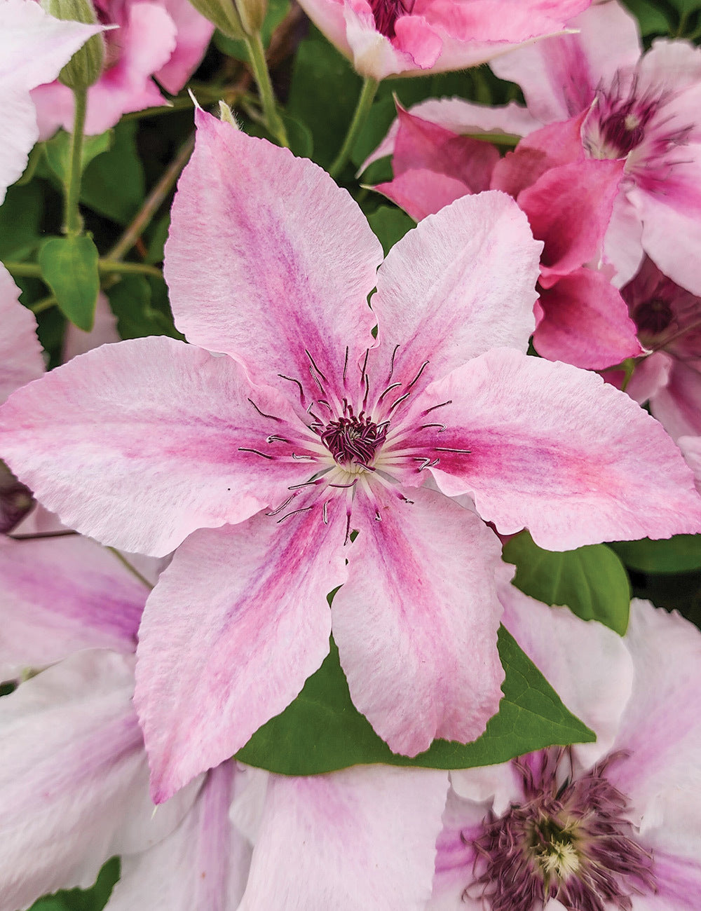 Light Pink Clematis Flower Seeds for Planting | Heirloom Non-GMO High Germination Organic Garden Seeds
