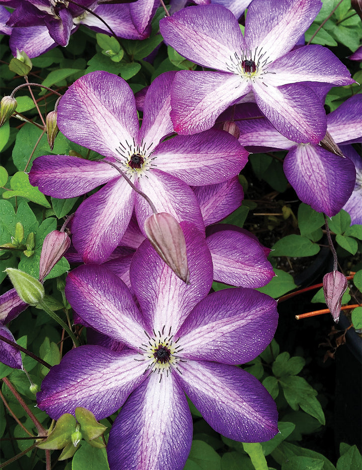 Violet White Clematis Flower Seeds for Planting – Heirloom, Non-GMO, Long Bloom Season, High Germination