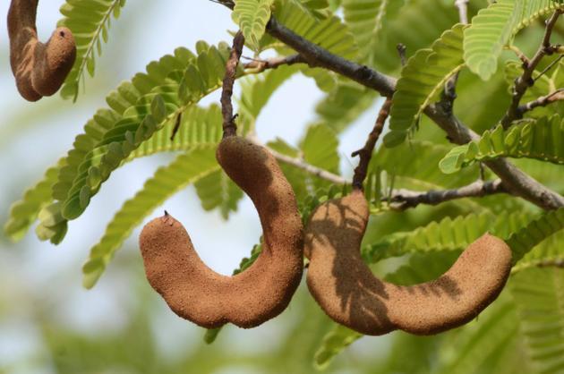 Tamarind Fruit Seeds for Planting – Heirloom, Non-GMO Tropical Edible Garden Tree Seeds