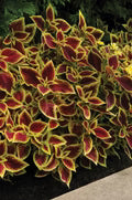 Red Yellow Coleus Seeds – Heirloom, Non-GMO, Cut Flower Favorite