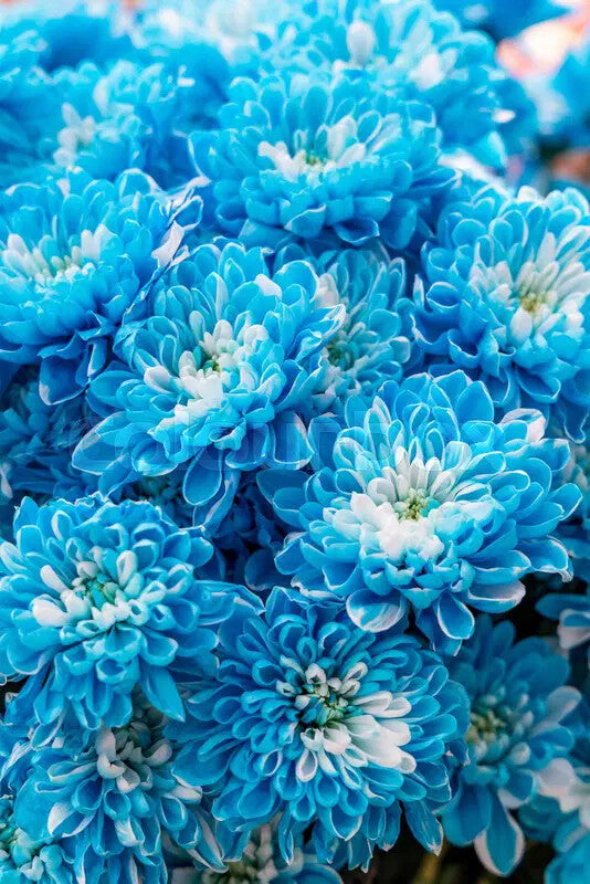 Chrysanthemum Blue White Flower Seeds for Planting – Heirloom Non-GMO, High Germination Organic Garden Seeds