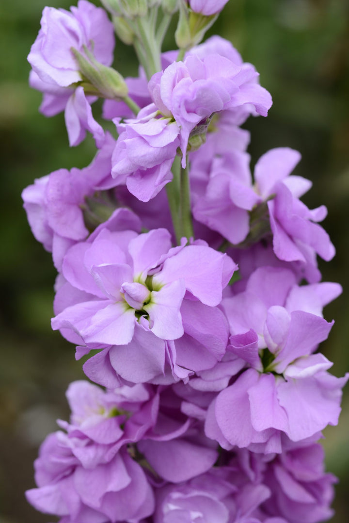 Purple Matthiola Incana Seeds Flower Seeds for Planting – Easy to Grow, Heirloom, Non-GMO Home Garden