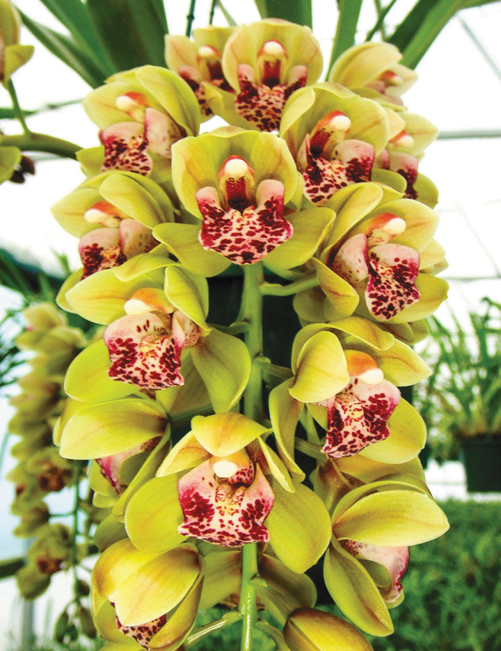Orchid Cymbidium Flower Seeds for Planting – Heirloom Non-GMO, High Germination Organic Garden Seeds