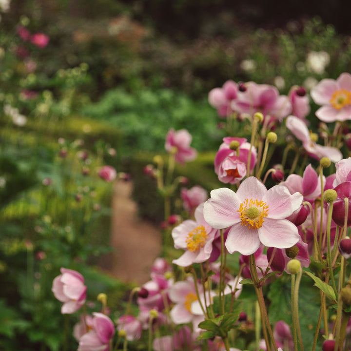 Light Pink Perennial Flower Seeds for Planting – Heirloom, Non-GMO, High Germination Organic Garden Seeds