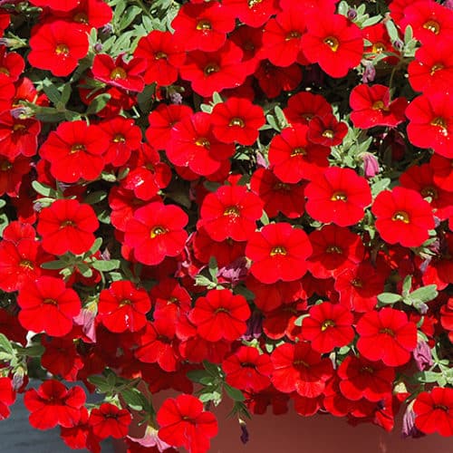 Red Calibrachoa Flower Seeds for Planting – Heirloom, Non-GMO, High Germination Organic Garden Seeds