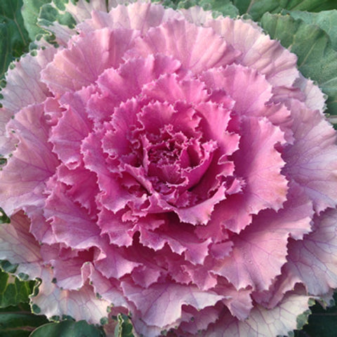 Light Pink Brassica Oleracea Flower Seeds for Planting – Heirloom, Non-GMO, High Germination