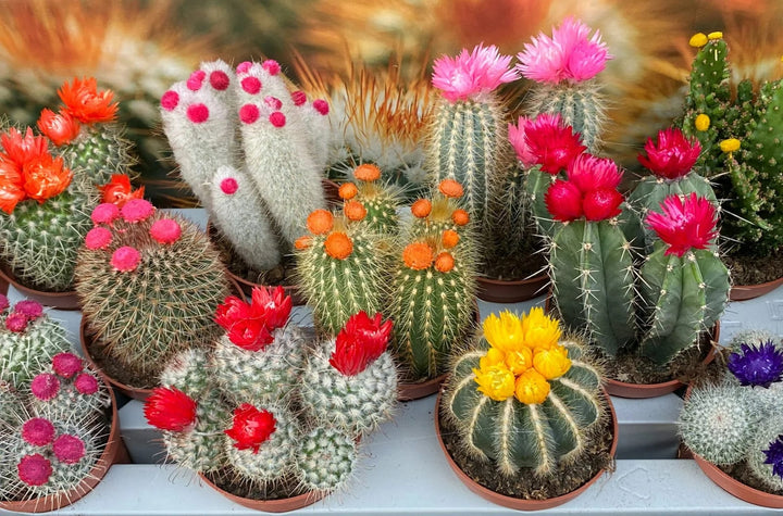 Cactus Flower Seeds for Planting – Heirloom, Non-GMO, High Germination Organic Garden Seeds