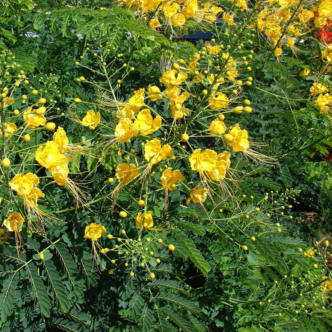 Yellow Caesalpinia Flower Seeds – Heirloom, Non-GMO Organic Garden Seeds for Planting, High Germination