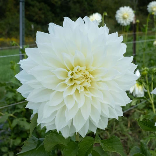 Dahlia Flower Seeds for Planting White – Heirloom, Non-GMO, High Germination Organic Garden Seeds