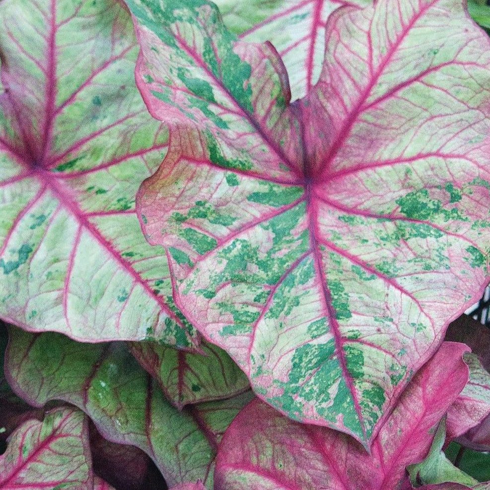 Purple and Green Caladium Herb Seeds for Planting – Heirloom, Non-GMO, Organic Garden Seeds with High Germination