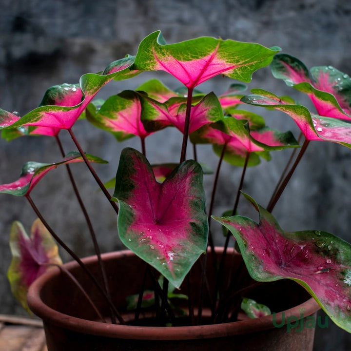 Caladium Flower Seeds for Planting – Vibrant Colors, Heirloom, Non-GMO, High Germination Organic Garden Seeds