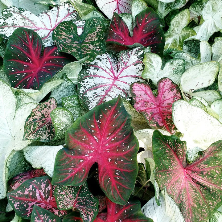 Mixed Caladium Leaf for Planting – Cottage Garden Essential, Heirloom, Non-GMO, High Germination Organic Garden Seeds