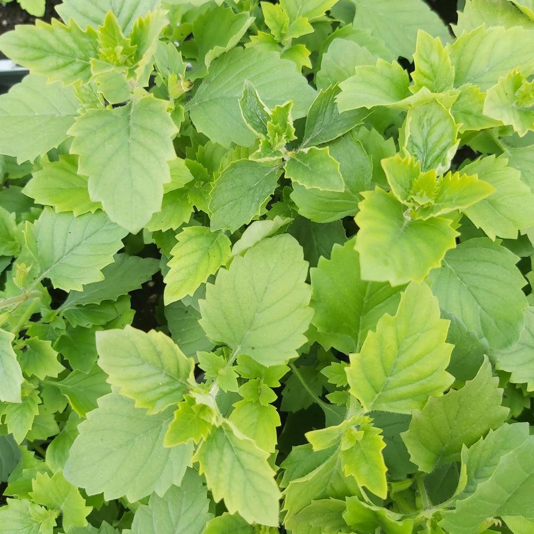 Herb Seeds,Garden seeds, Seeds For Planting,Plant Seeds