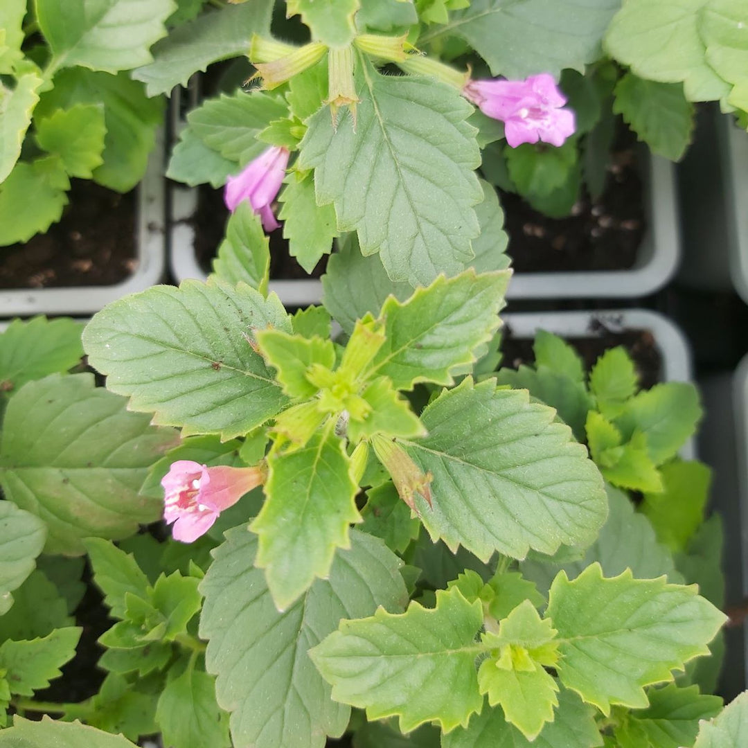 Green Calamintha Herb Seeds for Planting – Heirloom, Non-GMO, Organic Garden Seeds with High Germination