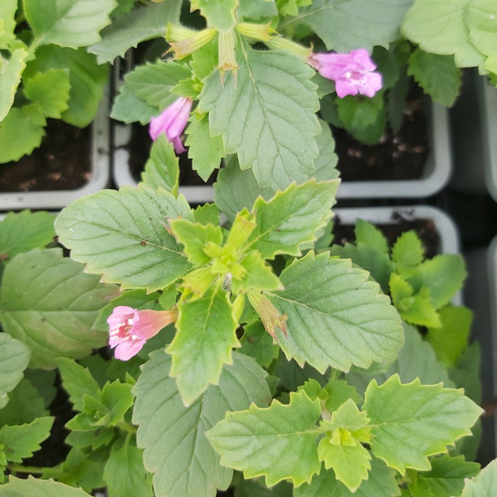 Green Calamintha Herb Seeds for Planting – Heirloom, Non-GMO, Organic Garden Seeds with High Germination