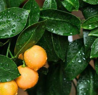 Calamondin Mini Orange Fruit Seeds – Heirloom, Non-GMO Seeds for Patio Citrus Tree Planting