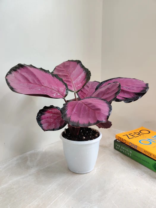 Crimson Calathea Flower Seeds for Planting – Heirloom, Non-GMO, High Germination Organic Garden Seeds