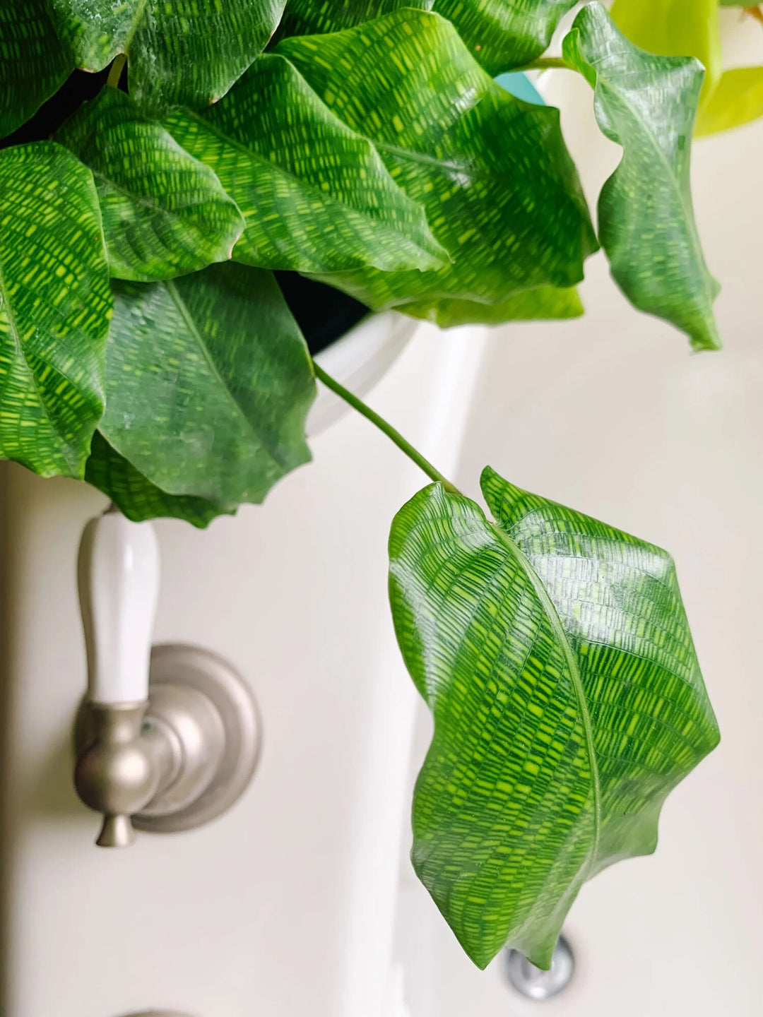 Green Calathea Flower Seeds for Planting – Heirloom Non-GMO, High Germination Organic Garden Seeds