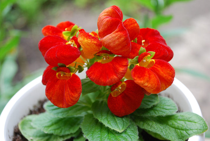 Calceolaria Flower Seeds for Planting Red – Hardy Variety, Heirloom, Non-GMO, High Germination Organic Garden Seeds