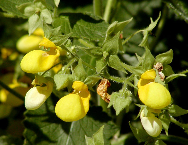 Calceolaria Flower Seeds for Planting – Heirloom Non-GMO, High Germination Organic Garden Seeds
