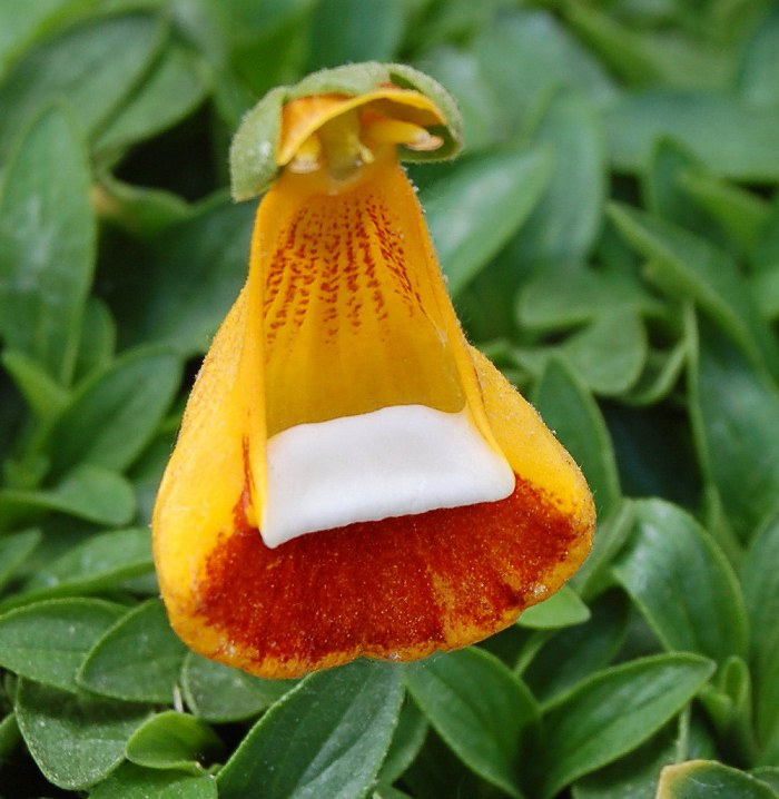 Calceolaria Uniflora Flower Seeds for Planting – Heirloom, Non-GMO Cut Flower Favorite Organic Garden Seeds