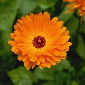 Calendula Marigold Flower Seeds for Planting – Heirloom Non-GMO Seeds, High Germination Organic Garden Seeds