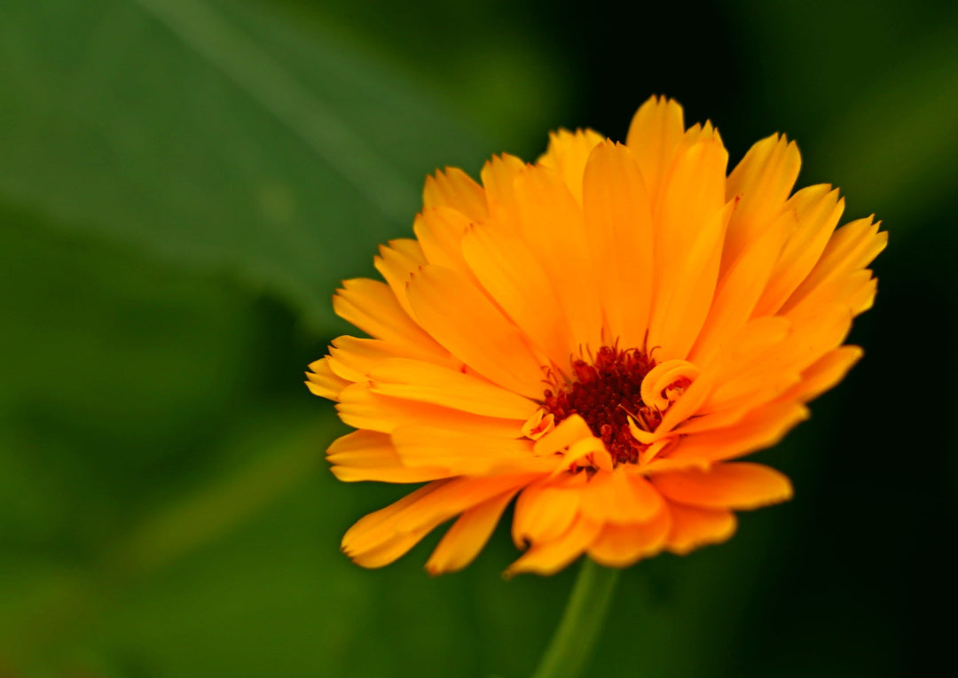 Flower Seeds, Seeds,Seeds For Planting,Plant Seeds