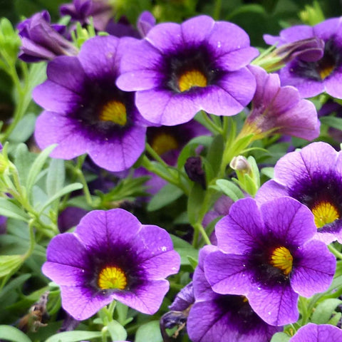 Flower Seeds, Seeds,Seeds For Planting,Plant Seeds