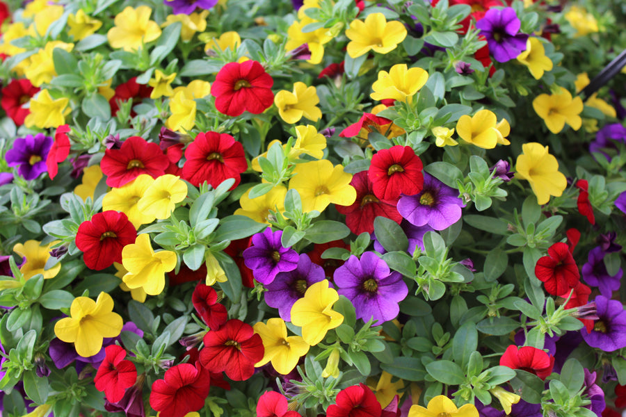 Mixed Calibrachoa Flower Seeds for Planting – Heirloom, Non-GMO Wildflower Mix with High Germination