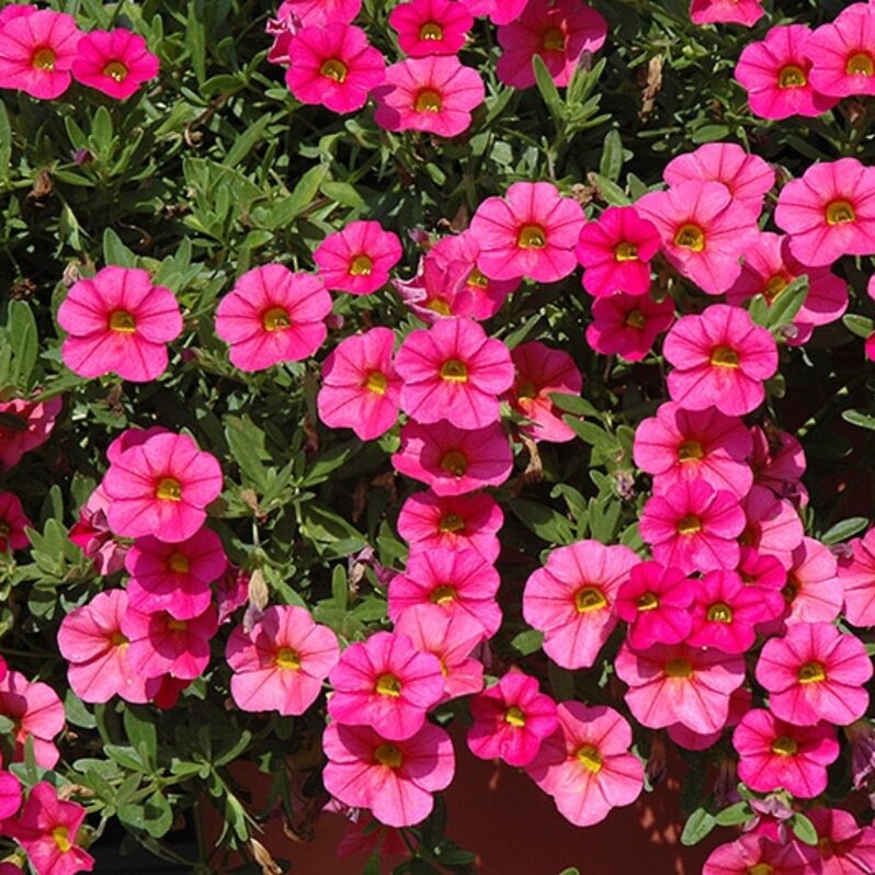 Deep Pink Calibrachoa Flower Seeds, Heirloom Non-GMO Blooms for Vibrant Home Garden Planting