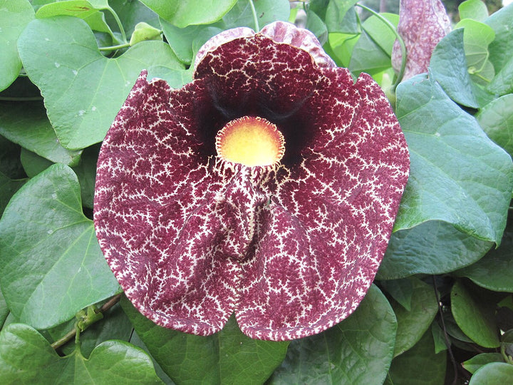 Aristolochia Elegans Flower seeds for Planting – Hardy Heirloom Non-GMO Seeds for Home Garden, High Germination