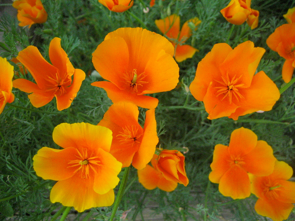 Orange Eschscholtzia Flower Seeds – Bright Blooms, Heirloom &amp; Non-GMO for Home Garden