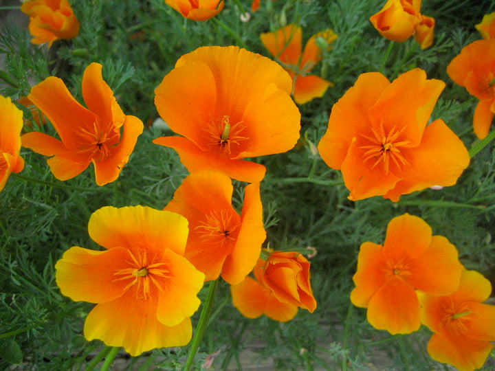 Orange Eschscholtzia Flower Seeds – Bright Blooms, Heirloom &amp; Non-GMO for Home Garden