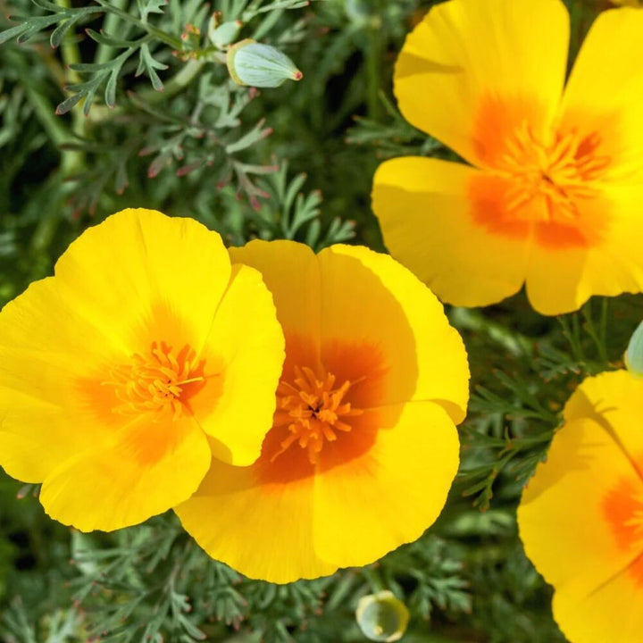 Yellow Eschscholzia Flower Seeds for Planting – Heirloom Non-GMO, High Germination Organic Garden Seeds