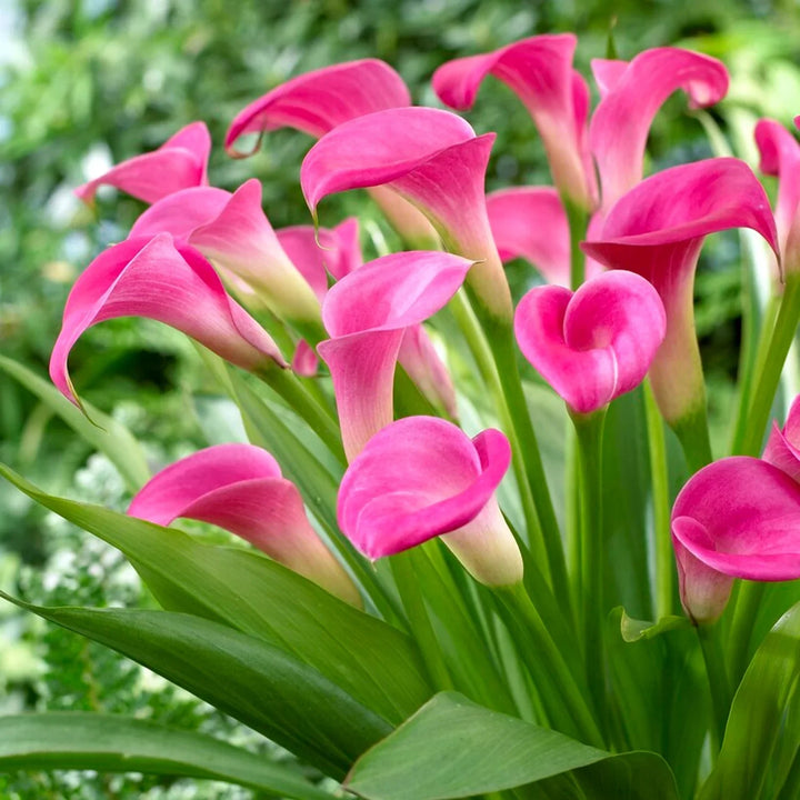 Flower Seeds, Seeds,Seeds For Planting,Plant Seeds