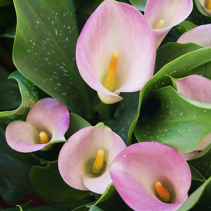 Baby Pink Calla Flower Seeds for Planting | Heirloom Non-GMO High Germination