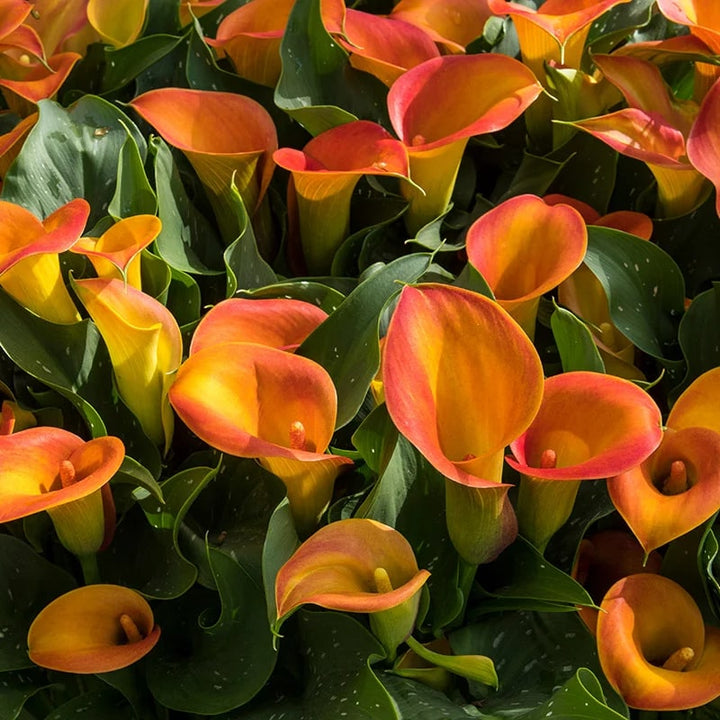Orange Calla Flower seeds for Planting – Perfect for Borders, Heirloom Non-GMO, High Germination Seeds