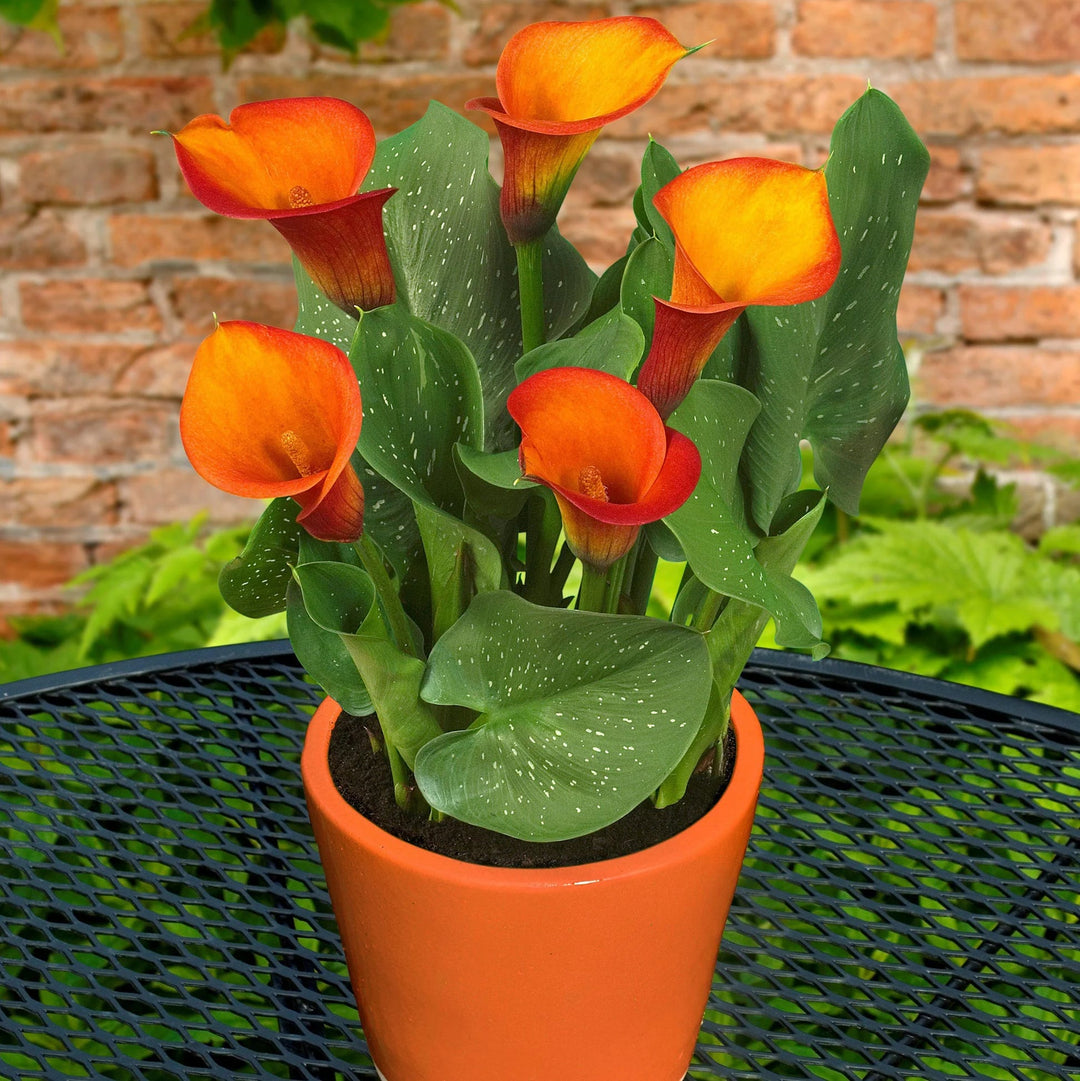 Orange Calla Flower seeds for Planting – Perfect for Borders, Heirloom Non-GMO, High Germination Seeds