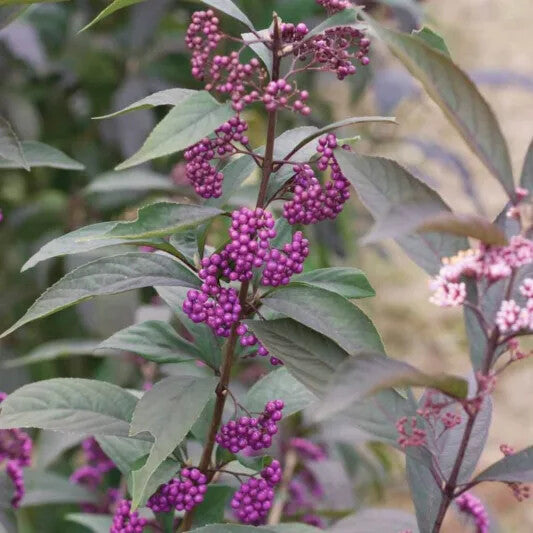 Violet Callicarpa Flower Seeds for Planting – Heirloom Non-GMO, High Germination Organic Garden Seeds
