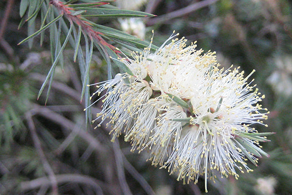 Bottle Brush Melaleuca Flower Seeds for Planting – Heirloom, Non-GMO, High Germination Organic Garden Seeds