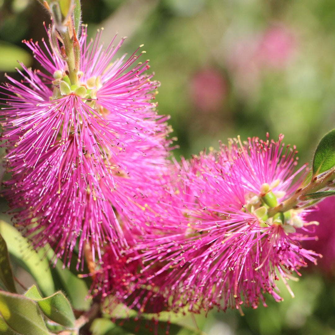 Flower Seeds, Seeds,Seeds For Planting,Plant Seeds