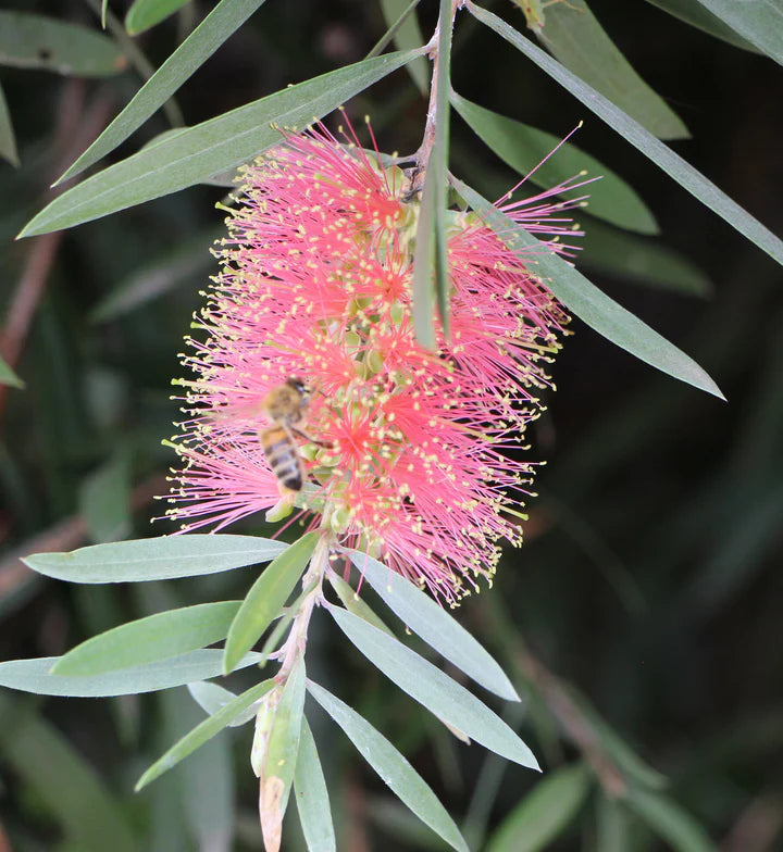 Pink Bottle Brush Flower Seeds for Planting – Heirloom, Non-GMO, Pollinator-Friendly Organic Garden Seeds