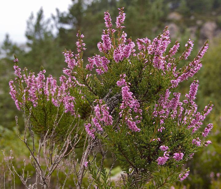 Calluna Vulgaris Flower Seeds for Planting – Heirloom, Non-GMO, High Germination Organic Garden Seeds