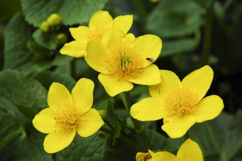 Marsh Marigold Flower Seeds for Planting - Hardy Heirloom, Non-GMO, High Germination Organic Garden Seeds