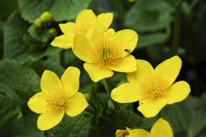 Caltha Palustris Flower Seeds for Planting – Vibrant Heirloom, Non-GMO, High Germination Garden Seeds