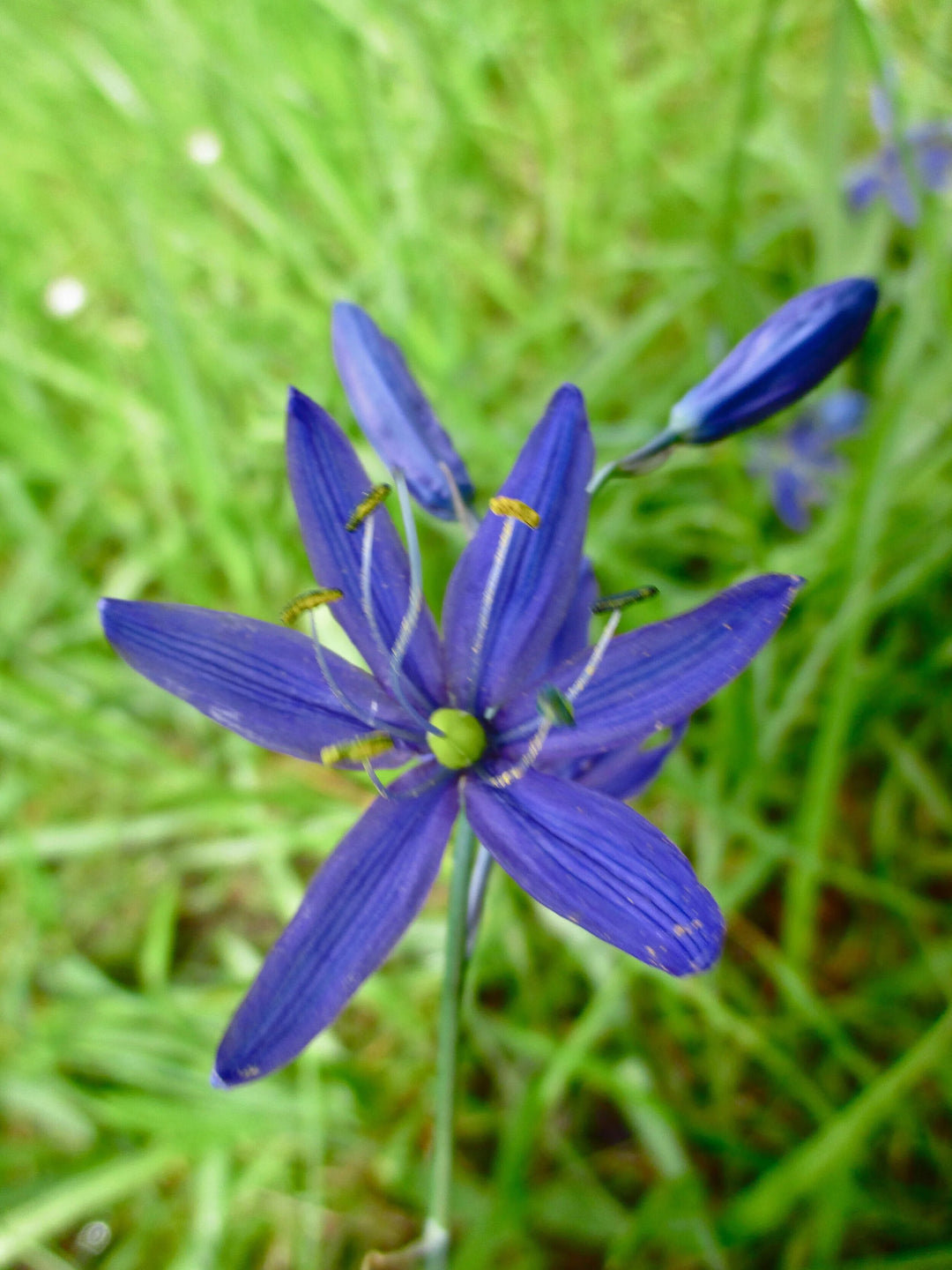 Blue Camas Camassia Flower Seeds for Planting – Heirloom Non-GMO, High Germination Organic Garden Seeds
